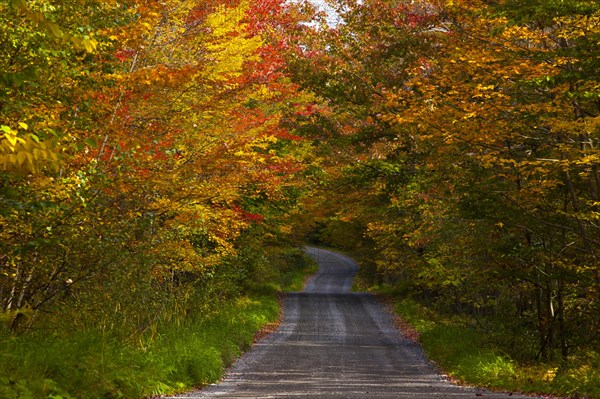 Country road in autumn
