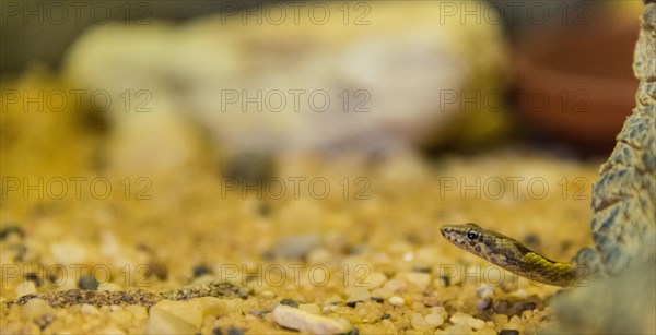 Namib Sand Snake (Psammophis namibensis)