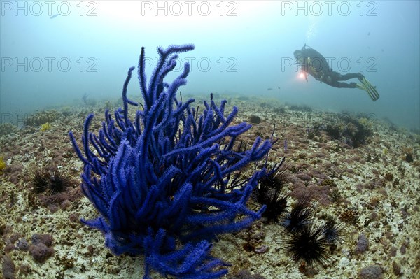 Scuba diver and Soft Coral (Alcyonacea)