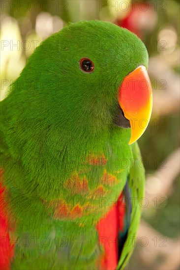 Eclectus Parrot (Eclectus roratus)