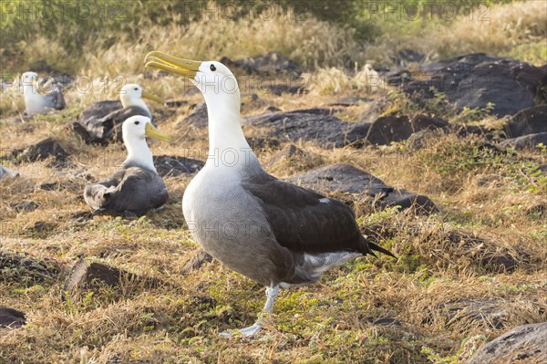 Waved Albatrosses (Phoebastria irrorata)