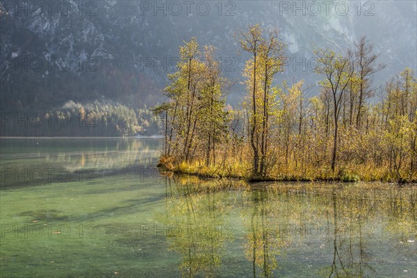 Autumn at Almsee lake