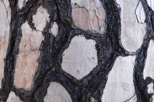 Bark with fire damage