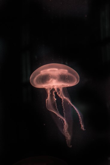 Moon Jellyfish (Aurelia aurita) in coloured light