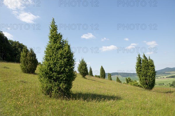 Juniper pastures