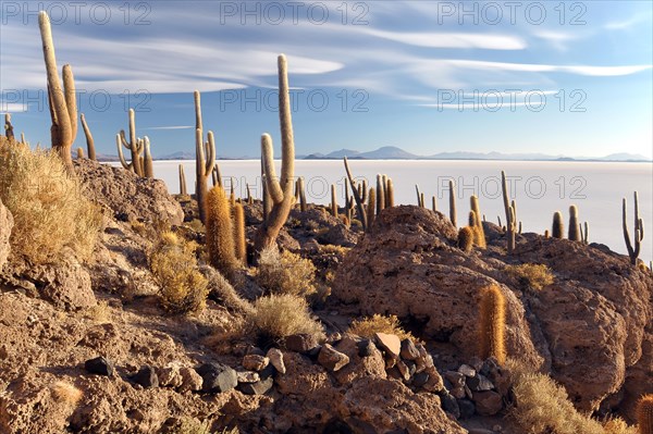 Cactuses on an island in the Salar de Uyuni salt flat