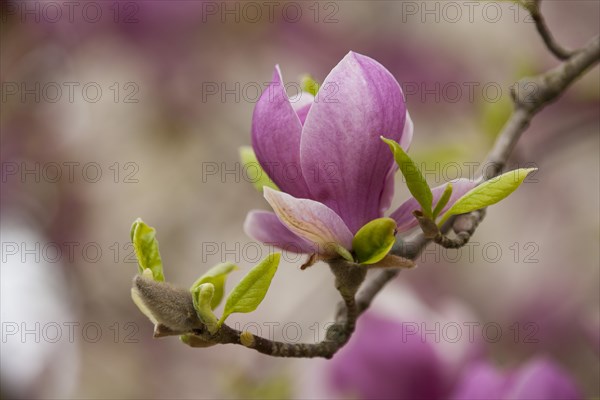 Saucer Magnolia (Magnolia x soulangeana)