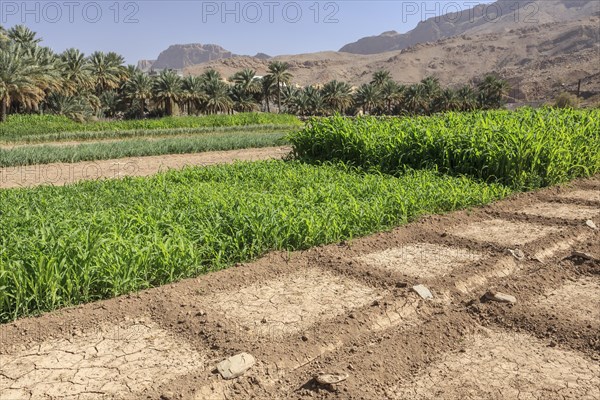 Oasis with date palms and green fields