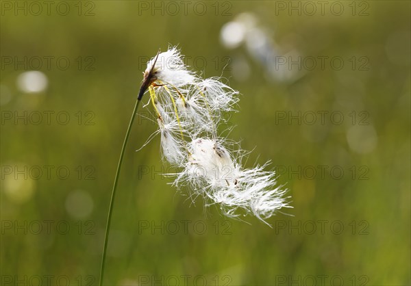 Broad-leaved Cotton Grass (Eriophorum latifolium)