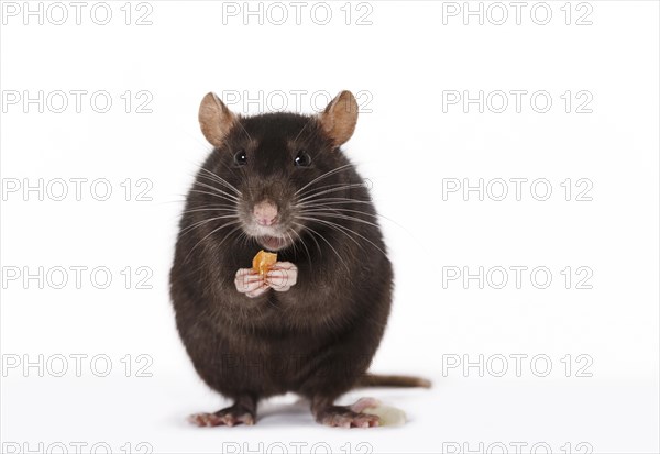 Brown Rat (Rattus norvegicus forma domestica) during feeding