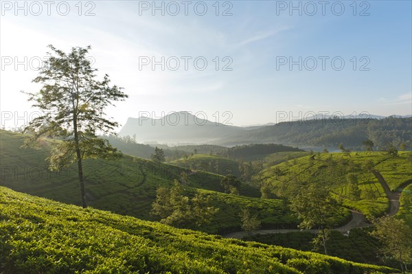 Tea plantation