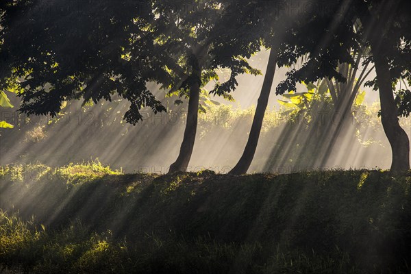 Sun rays penetrating smoke under trees