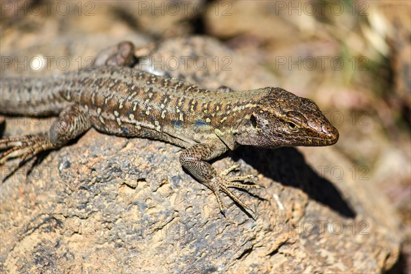 Tenerife Lizard or Western Canaries Lizard (Gallotia galloti)