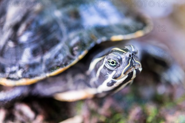 Florida Redbelly Turtle (Pseudemys nelsoni)