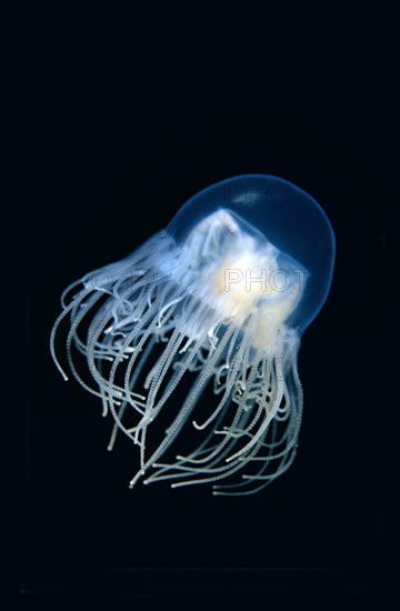 Clinging Jellyfish (Gonionemus vertens)