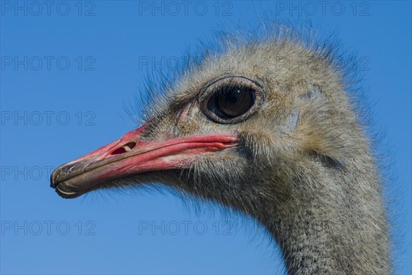 Common Ostrich (Struthio camelus)