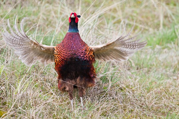 Pheasant (Phasianus colchicus)