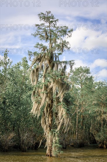 Spanish Moss (Tillandsia usneoides)