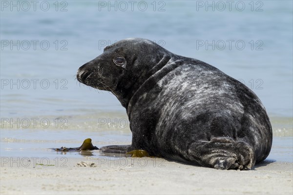 Grey Seal (Halichoerus grypus)