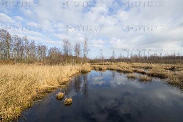 Renatured moor area where peat was cut