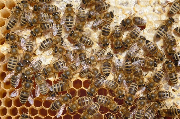 Honey Bees (Apis mellifera) on a honeycomb with partially capped cells