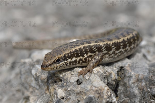 Golden Grass Mabuya (Trachylepis aurata aurata)