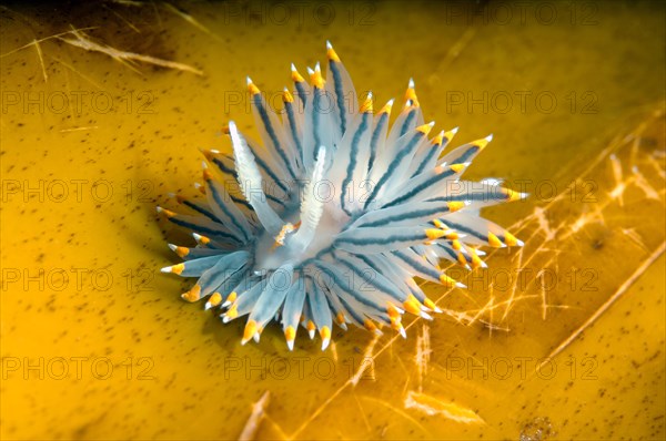 White-and-orange-tipped Nudibranch (Janolus fuscus)