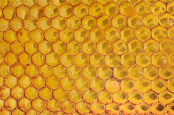 Honeycomb with a coating of red propolis