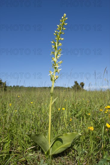 Greater Butterfly-orchid (Platanthera chlorantha)