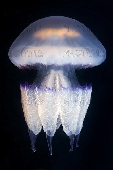 Barrel jellyfish or Dustbin-lid Jellyfish (Rhizostoma pulmo)