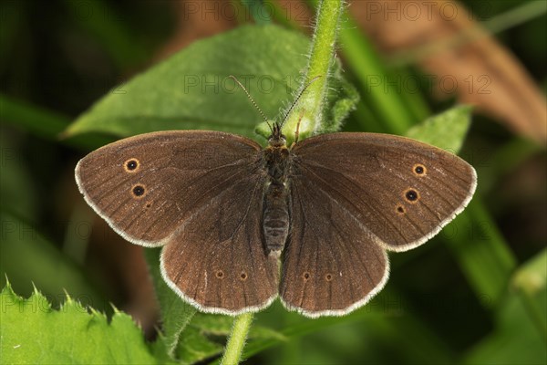 Ringlet (Aphantopus hyperantus) with extended wings during sunbathing