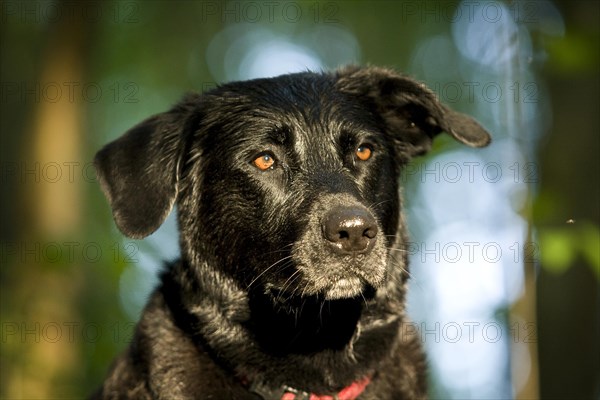 Black Rottweiler crossbreed