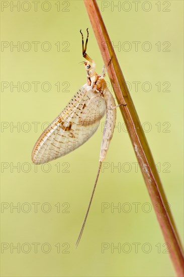 Mayfly (Ephemeroptera) on blade of grass