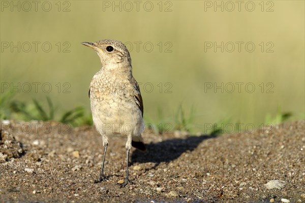 Young Spanish Sparrow or Willow Sparrow (Passer hispaniolensis)