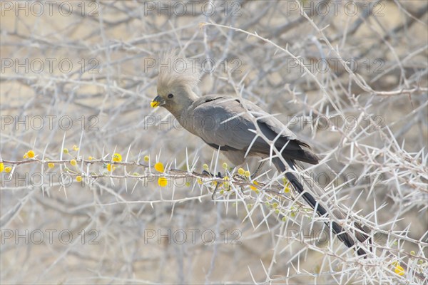 Grey Go-away-bird (Corythaixoides concolor)