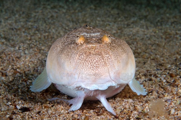 Stargazer or Atlantic Stargazer (Uranoscopus scaber)