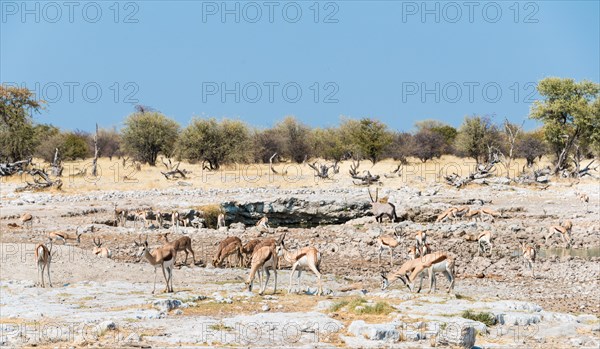 Springboks (Antidorcas marsupialis)