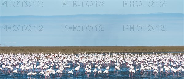 American Flamingoes (Phoenicopterus ruber)