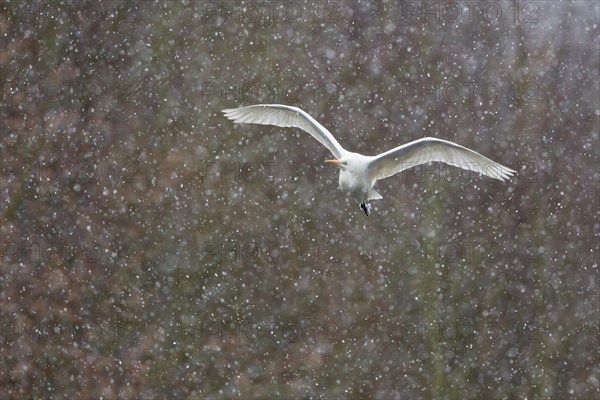 Great Egret (Ardea alba)