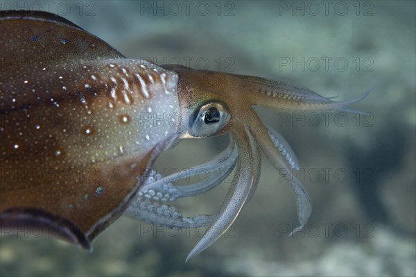 Bigfin Reef Squid (Sepioteuthis lessoniana)