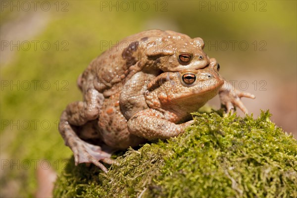 Common Toads (Bufo bufo)