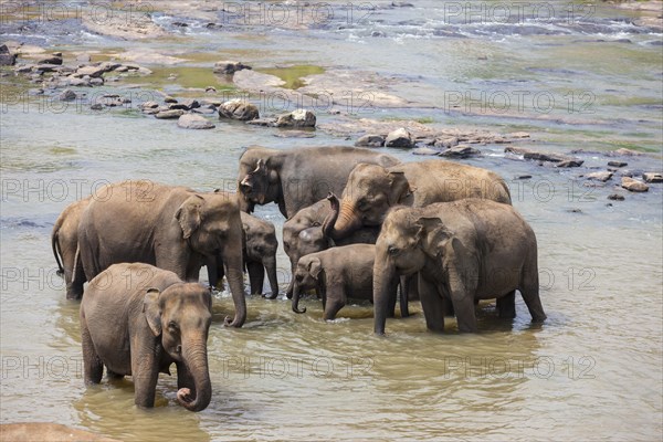 Herd of Asian elephants (Elephas maximus) from the Pinnawela Elephants Orphanage bathe in the Maha Oya river