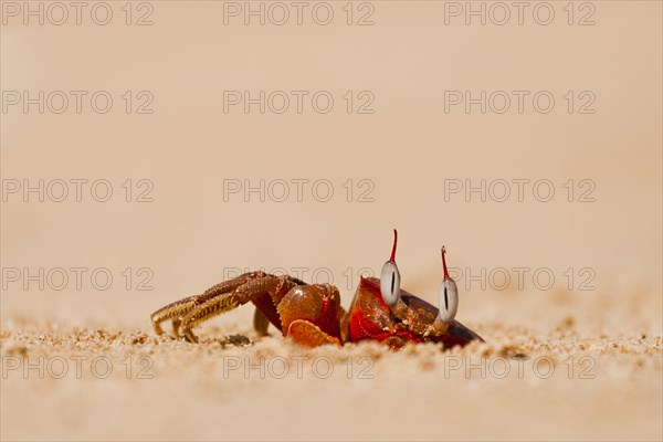Red beach Crab (Brachyura) at its lair
