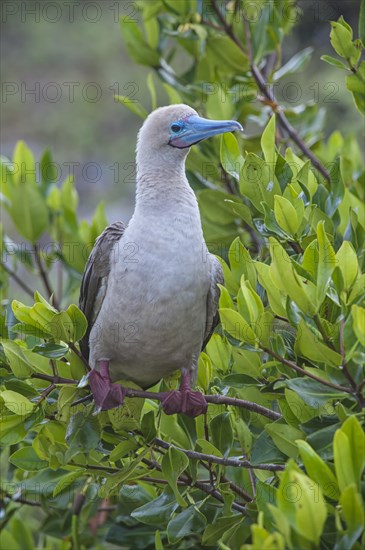 Red-footed Booby (Sula sula) in red mangrove