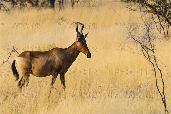 Red hartebeest