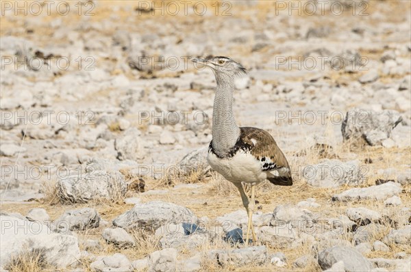 Kori Bustard (Ardeotis kori)