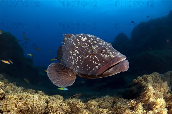 Dusky Grouper or Merou (Epinephelus marginatus)