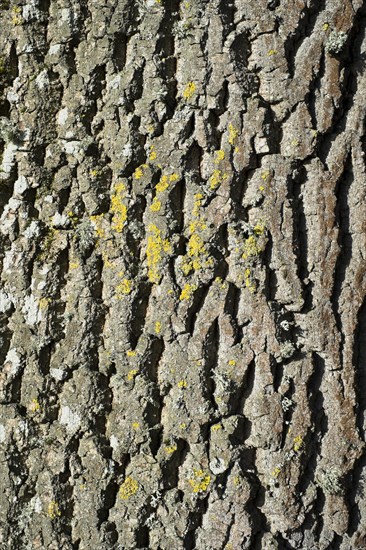 Bark of an Atlas Cedar (Cedrus atlantica)