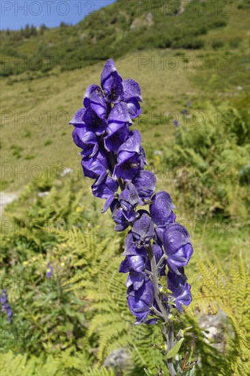 Monkshood (Aconitum napellus)