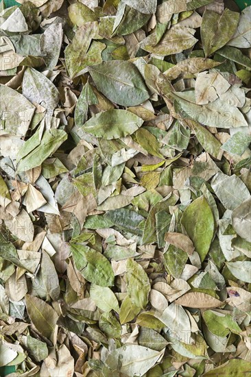 Coca leaves for sale in a Peruvian market